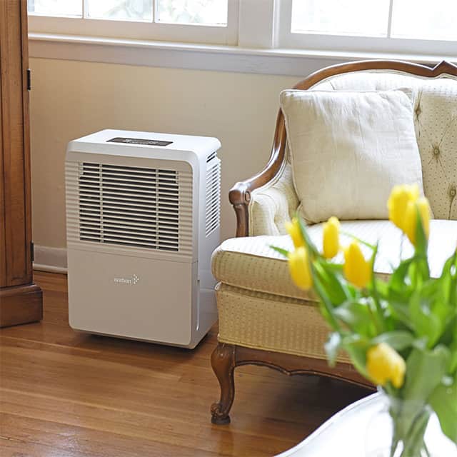 Can And Will A Dehumidifier Kill Mold Effectively