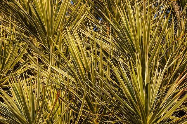 Dracaena for indoor air quality