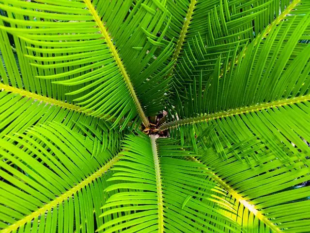 Lady Palm