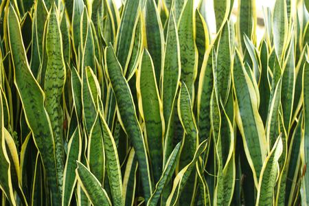 Snake Plants in you home
