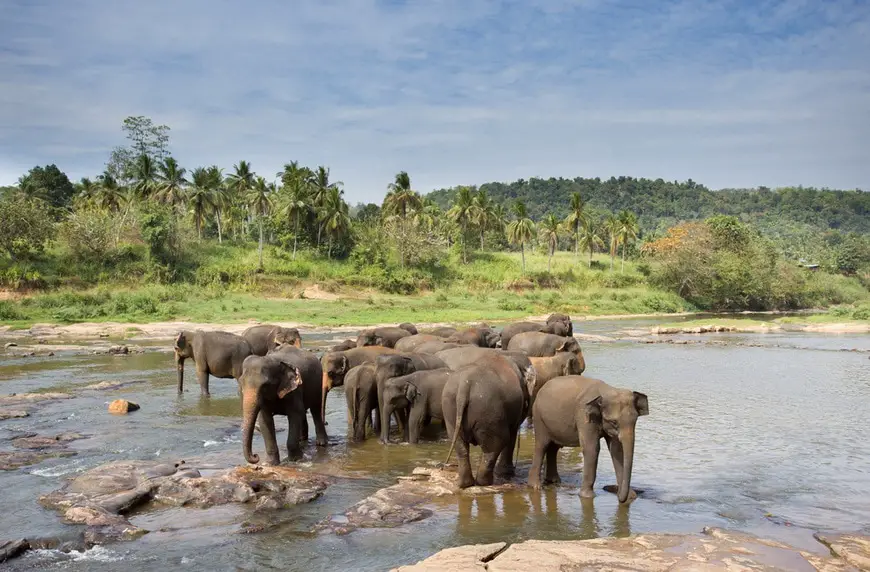 Elephant orphanage in Sri Lanka
