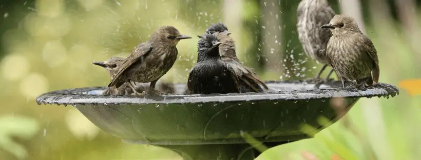 Bird Bath