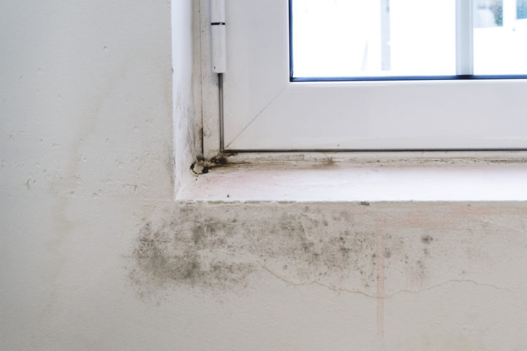 Black mold on white window sill and wall