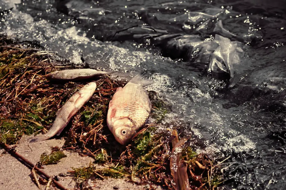 Oil spill Dead fish on shore