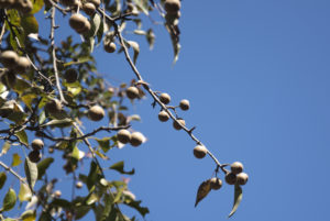 soap nut tree in blue sky background