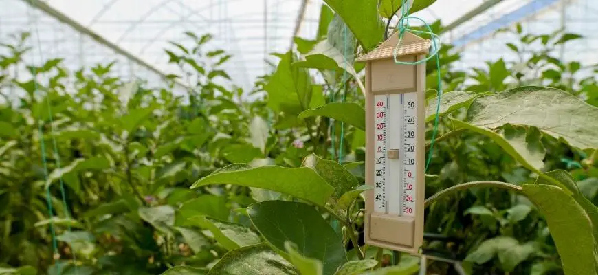 https://www.goodairgeeks.com/wp-content/uploads/2022/01/Thermometer-in-greenhouse.jpg